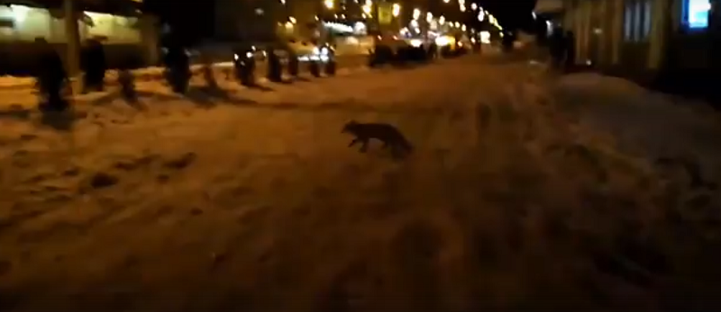 Ивановцы обнаружили лису в центре города
