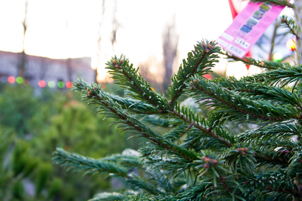 Россельхознадзор выявил нарушения при продаже новогодних елок в Иванове
