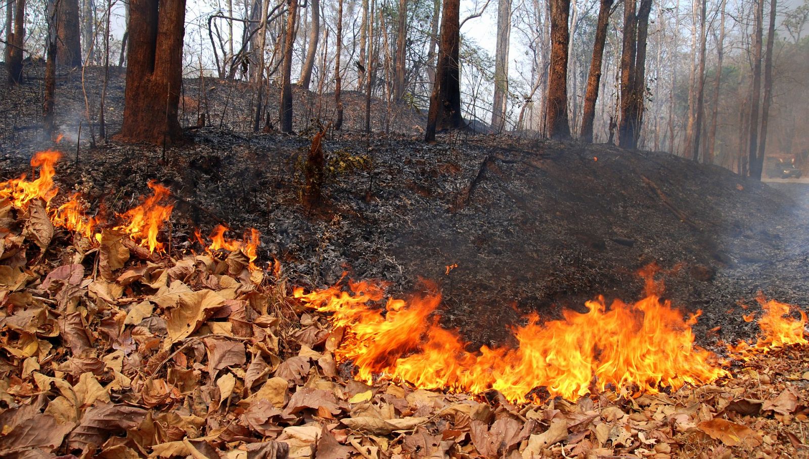 Как уберечь леса Ивановской области от пожаров, обсудят региональные власти