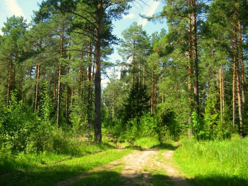 В Лежневском районе в рамках «Всероссийского дня посадки леса» высажено более 25 тысяч сеянцев сосны