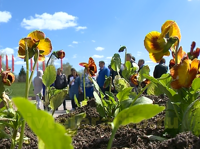 Ко Дню Победы в Иванове посадят более 80 тысяч цветов