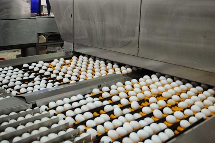 В Ивановской области производство яиц сократилось на 10%