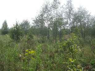 Собственник участка земли в Ивановской области заплатит штраф за выросшие на сельхозугодиях деревья