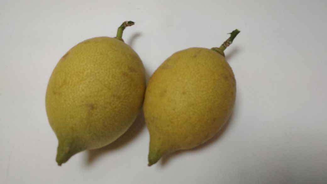 "Точка кипения" в Иванове дала первый урожай лимонов