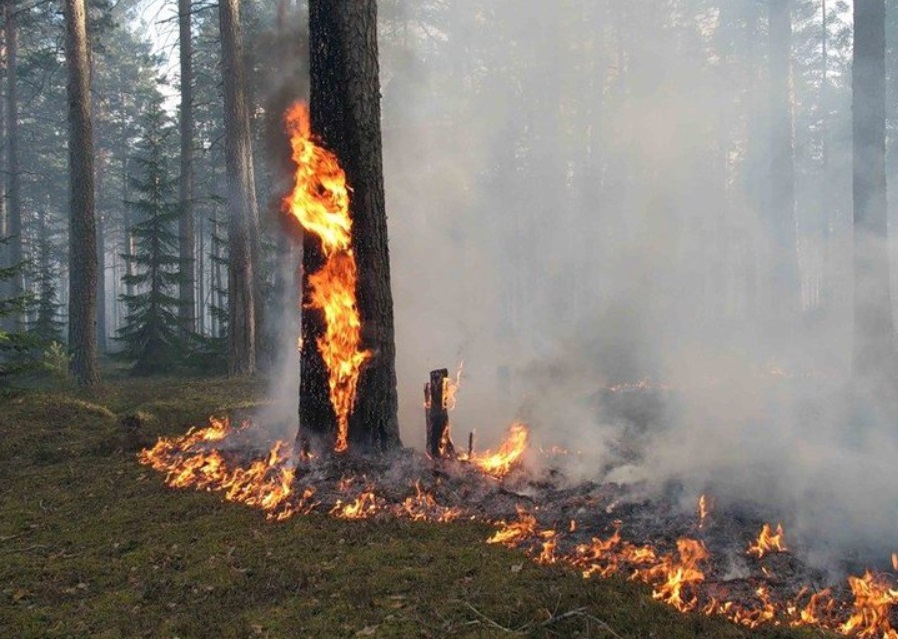 В Савинском районе горели полтора гектара леса