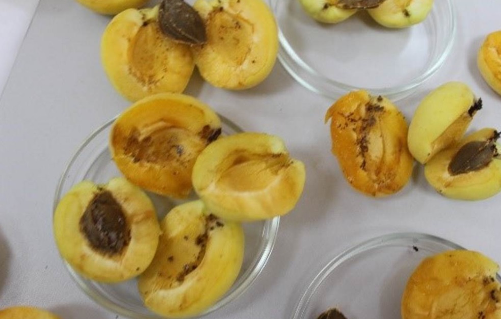 12 тонн абрикосов забраковали в Ивановской области