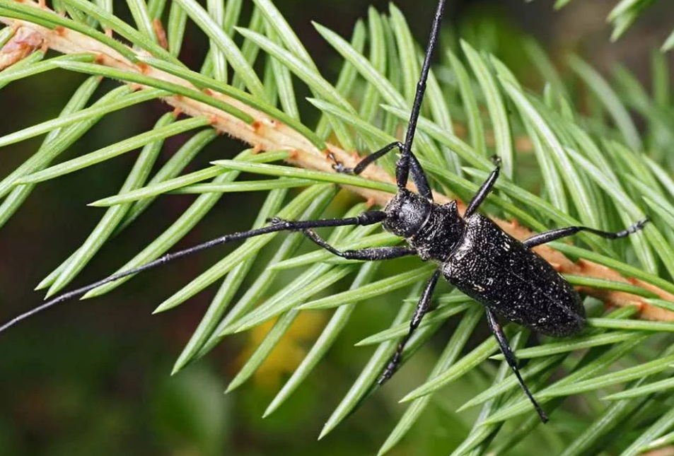 Лесам нескольких районов Ивановской области угрожают жуки-усачи
