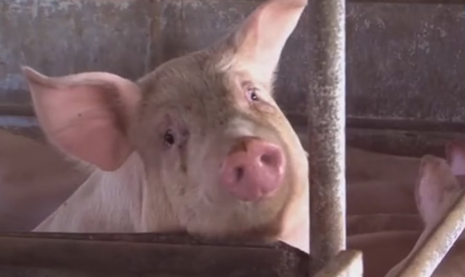 Падеж скота в Савинском районе произошел из-за африканской чумы свиней