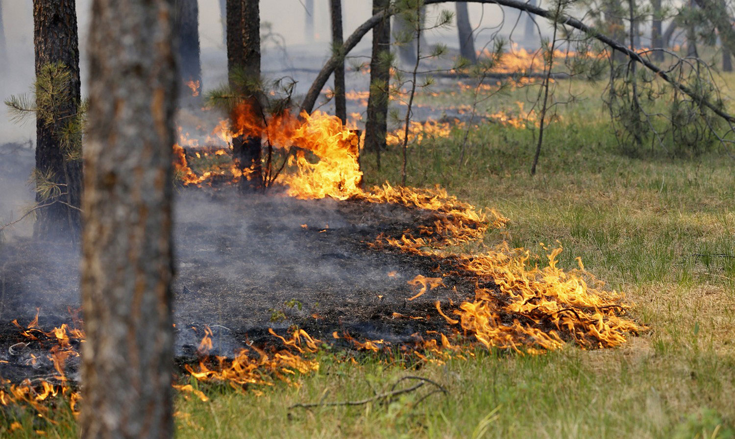 В Тейковском районе горел лес