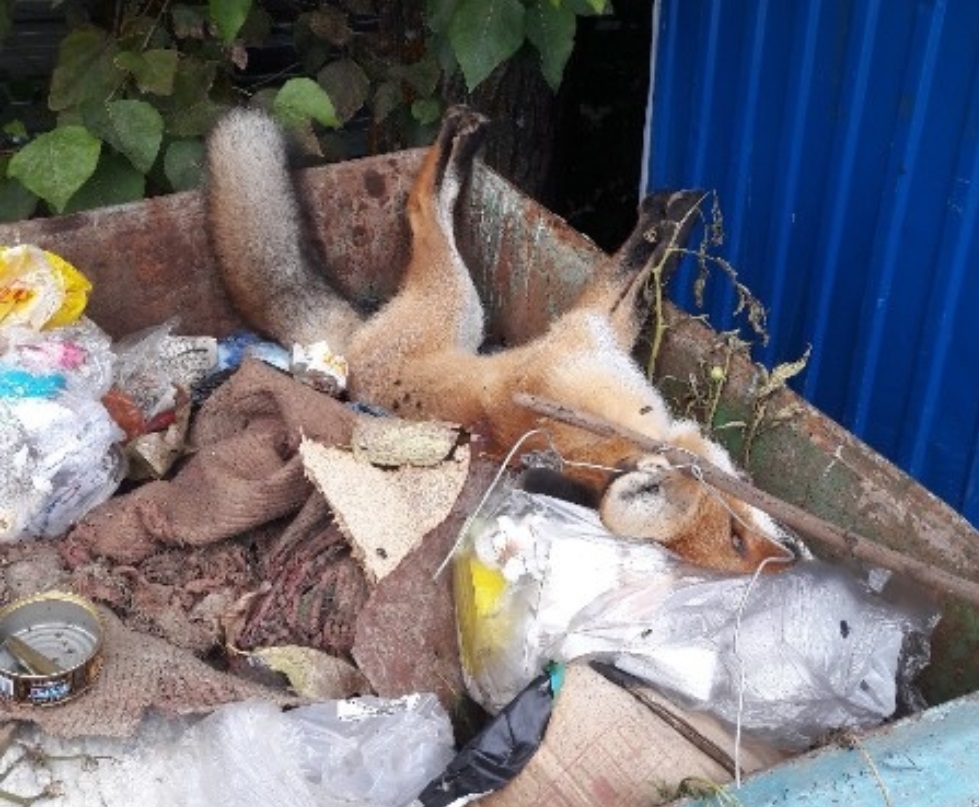 В контейнер у одного из домов в Иванове бросили лису