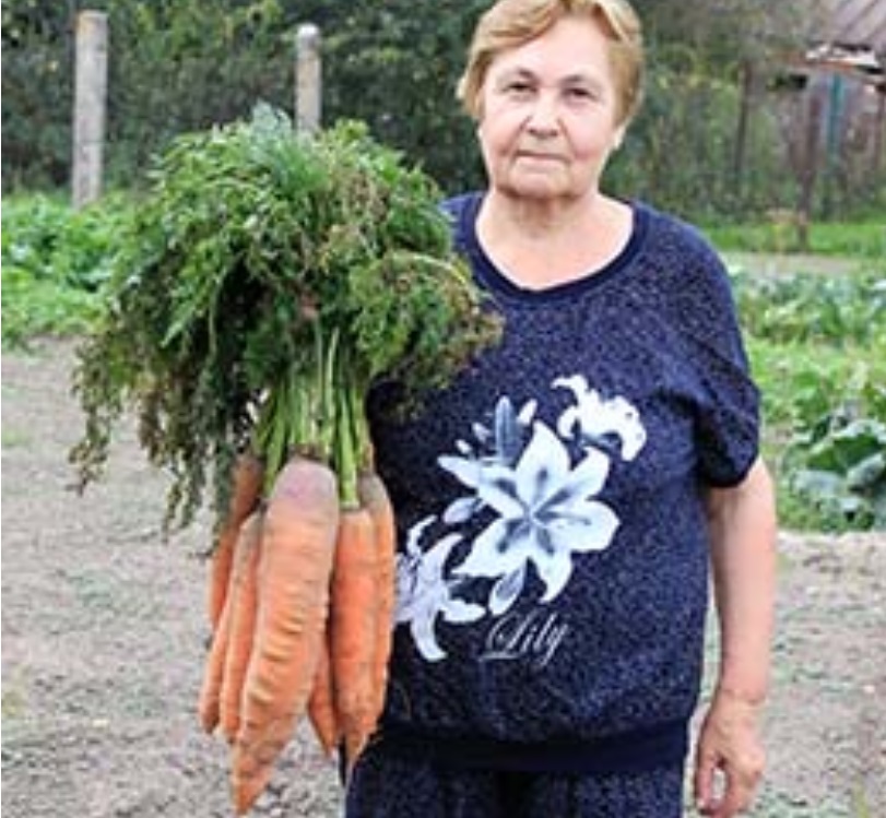 Гигантская морковь шуянки не дотянула до российского рекорда килограмм (ФОТО)