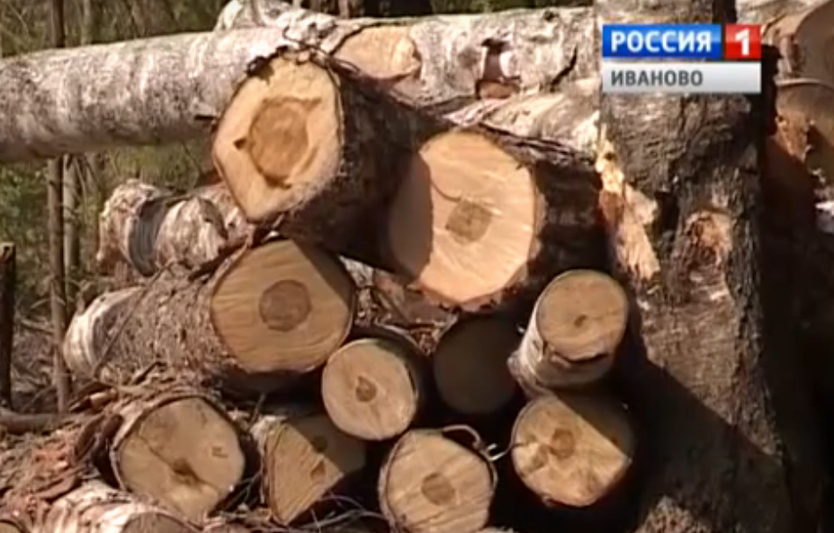  «Черный лесоруб"  вырубал березы в Ивановском районе 