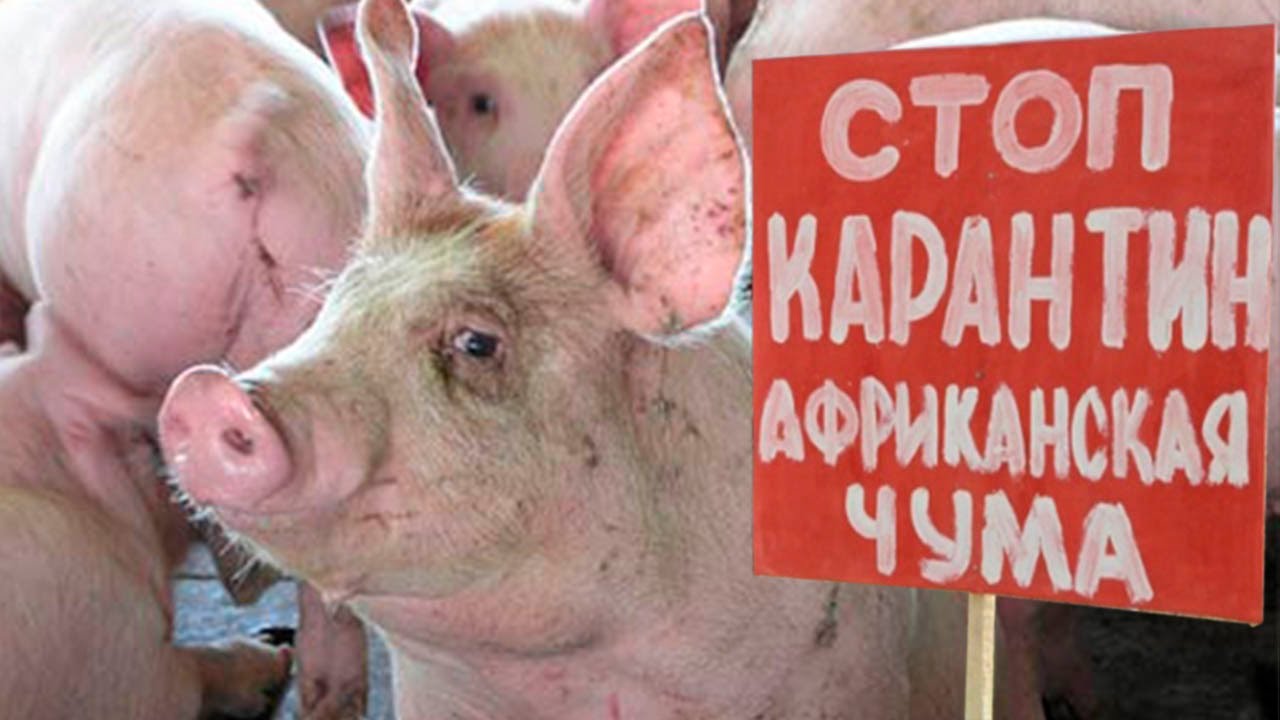 В соседних с Ивановским регионом областях обострилась ситуация по африканской чуме свиней
