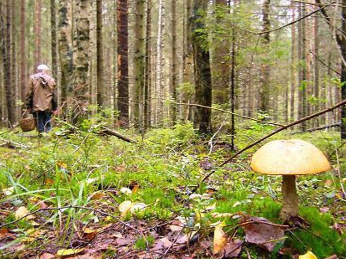 Третий день в Ивановской области проходят поиски заблудившейся в лесу бабушки