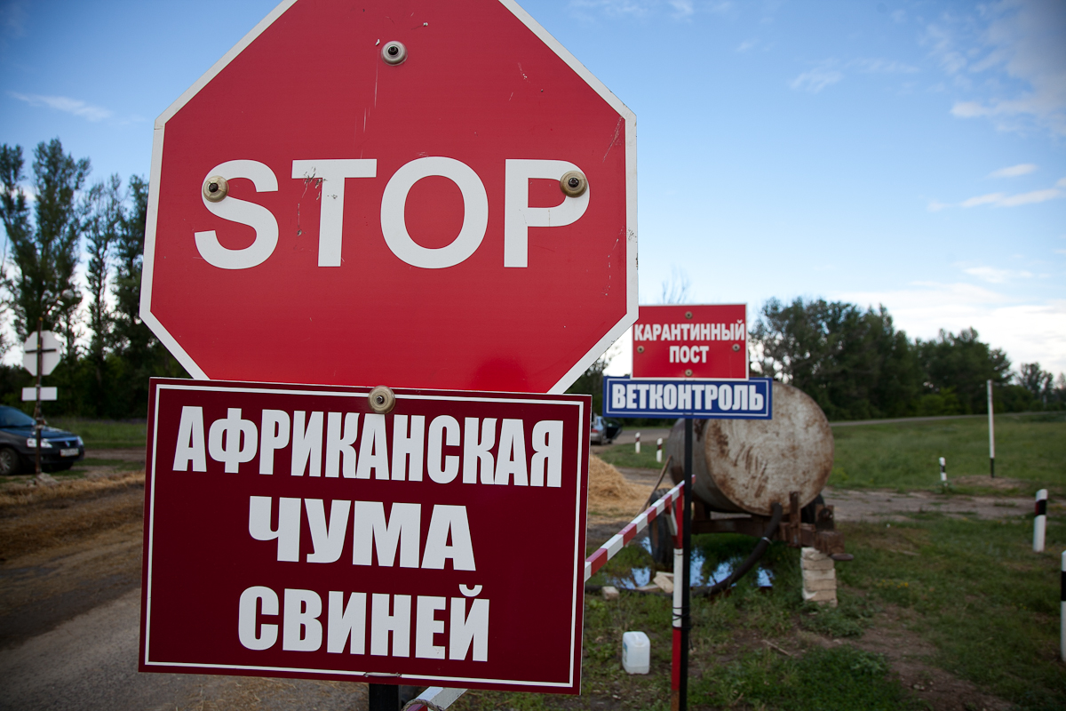 В ближайшее время в Ивановской области будет отменен карантин по африканской чуме свиней