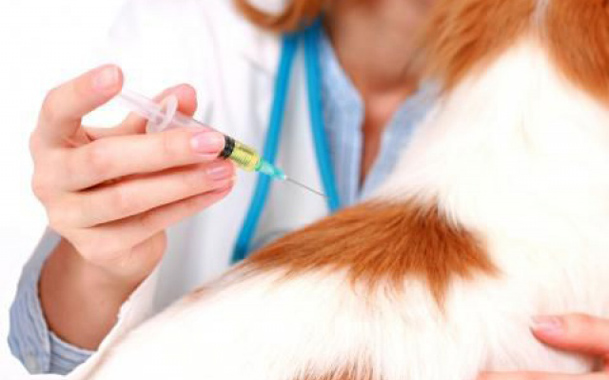 Более 3 млн прививок сделано в 2016 году животным и птицам в Ивановской области