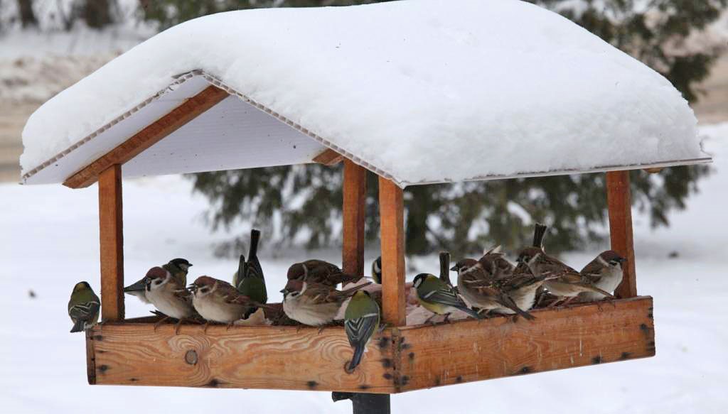 Ивановская область присоединилась к всероссийской акции «Покормите птиц!»