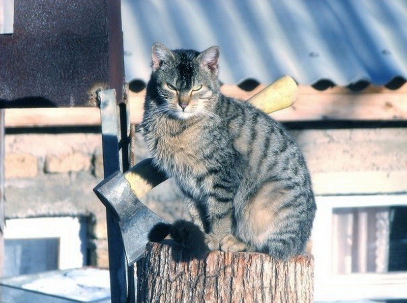 Ссора из-за кошки заставила жителя Ивановской области взяться за топор