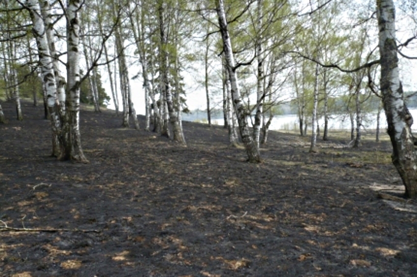 Крупный лесной пожар в Ивановской области